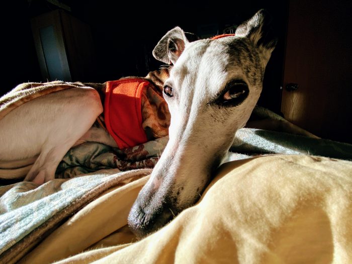 A whippet resting and looking at you